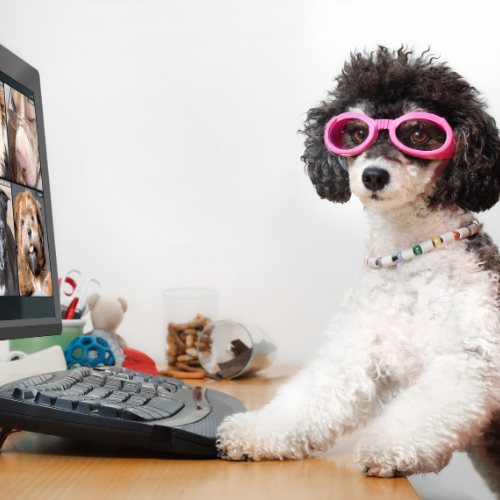 Dog wearing pink glasses getting ready to attend a group consultation in portland Oregon